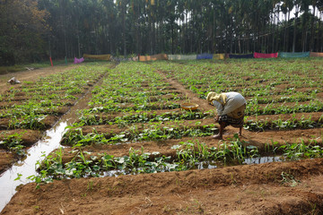 farmer in the field