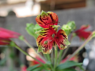 flor con araña