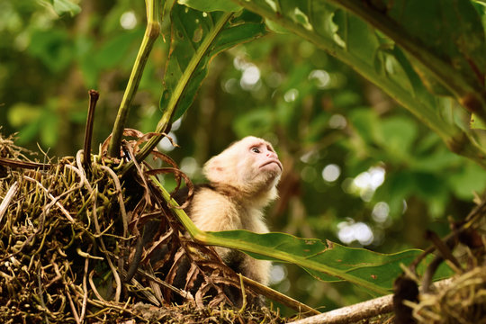 Mono carablanca. Cebus imitator. White-faced capuchin