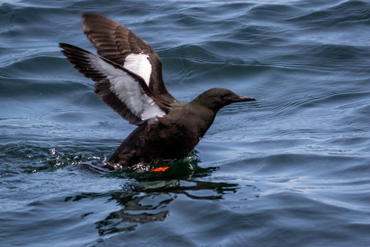 Black Guillemot, Cepphus grylle, about to fly out of water off the coast of Maine