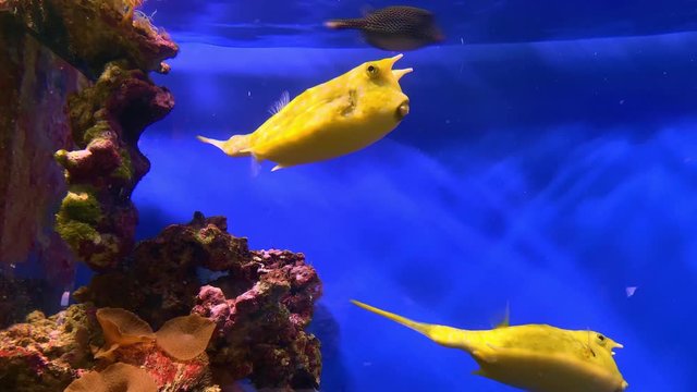 Two colorful yellow tropical Longhorn cowfish, Lactoria cornuta, also called horned boxfish swimming in aquarium in blue water