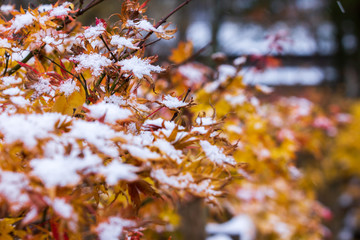 紅葉と雪　秋田県仙北市角館　武家屋敷