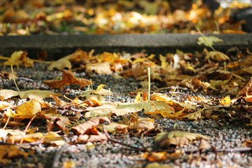 Autumn leaves on the ground