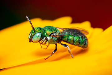 Image of Ceratina (Pithitis) smaragdula on yellow flower on a natural background. Bee. Insect. Animal.