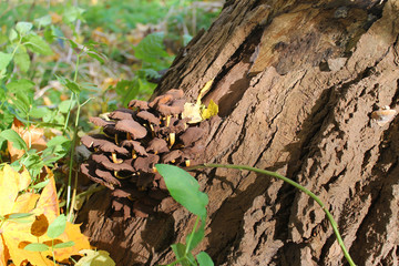 Mushrooms growing out of an old dead tree stump