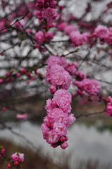 lush pink flowers on a tree, flowering period of trees in spring