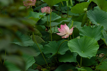 tender large bud of pink lotus blooms in green leaves in the lake © Aleksandra