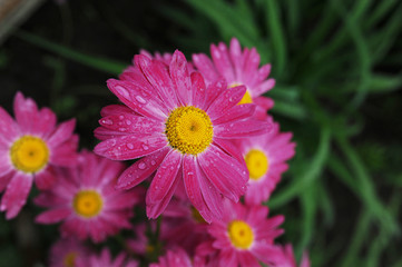 pink daisy flower close-up, wet petals with drops of water after rain