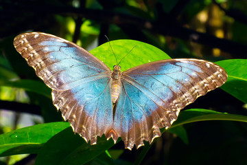 Morpho, Blue (Morpho helenor) butterfly  in Aruba