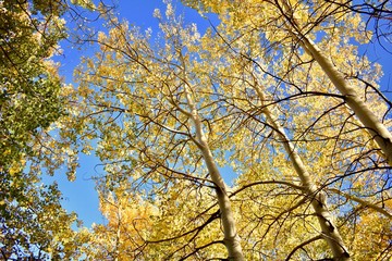 yellow tree in autumn