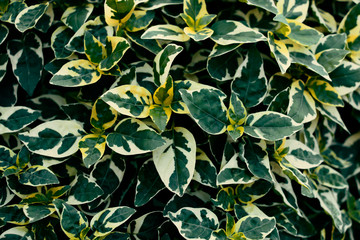 Green leaves pattern background, Natural background and wallpaper