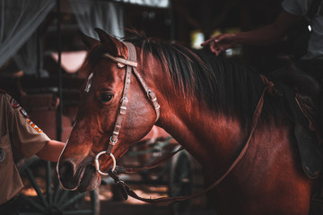 horse in stable