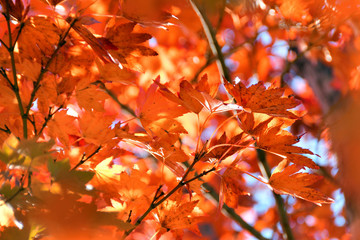 紅葉した風景