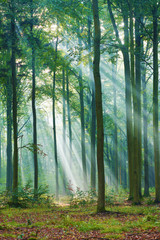 Panele Szklane Podświetlane  Piękny poranek w lesie