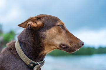 Brown dog on the beach near sea on the island of Zanzibar, Tanzania, Africa, close up