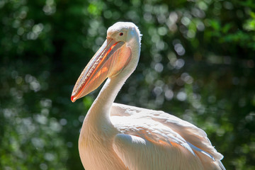 portrait of pelican into the wild 