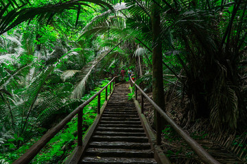 Obraz premium bridge in the forest