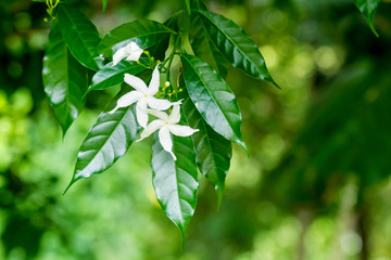 Close up of white Sampaguita Jasmine or Arabian Jasmine flower blossom in flower garden (Jasminum...