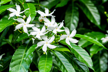 Close up of white Sampaguita Jasmine or Arabian Jasmine flower blossom in flower garden (Jasminum...