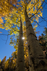 Fototapeta premium A bright sunburst between two aspen trees in fall.