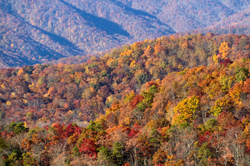 Obraz premium Contrasting Slopes and Vividly Colorful Forests of the Applachian Mountains in Fall