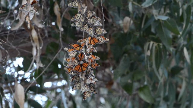 HD Video of a small cluster of Monarch Butterflies in a Eucalyptus tree, clustering together to keep warm as the temps drop in evening. It is probably the the most familiar North American butterfly