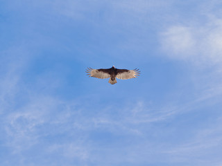 Fototapeta na wymiar Turkey vulture or buzzard (Cathartes aura) flying above against a partly cloudy blue sky