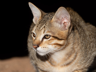 Close up Brown Tabby Kitten Isolated on Blurry Background