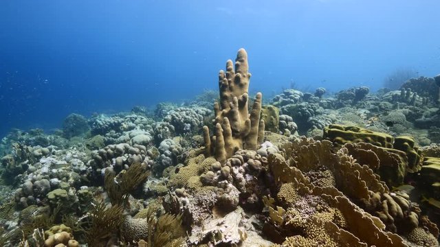 Seascape of coral reef in Caribbean Sea / Curacao with Pillar Coral and sponge