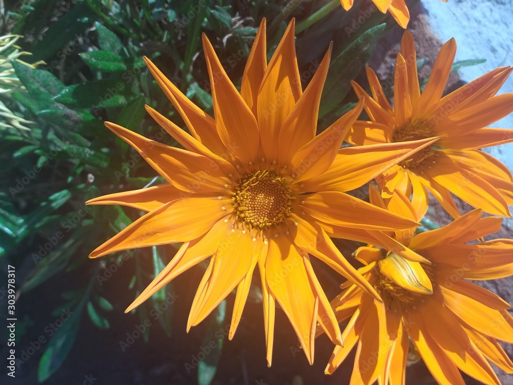 Wall mural flower in the sun