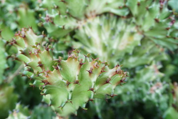 green cactus succulent close up