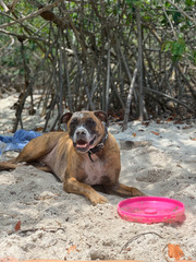 Dog laying in the sand