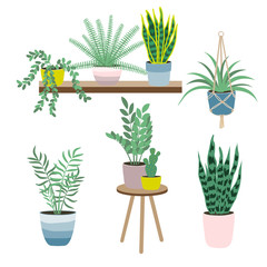Fototapeta premium Set of house plants isolated on white background. Potted plants. Vector illustration in flat style.