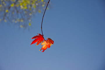 Fading maple leaves against a blue autumn sky.