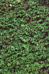 green leaves background