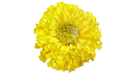 Flower marigold isolated on white background. with soft focus