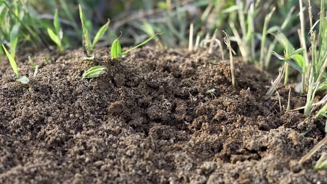 Close up of fire ants trying to repair their disturbed nest during the daytime