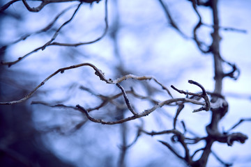 Fototapeta na wymiar branches of plant