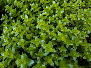 Fototapeta na wymiar Green leaf texture and leaves on the wall