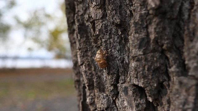 Flood plain cicada skeleton clinging to a tree, Side view backing up