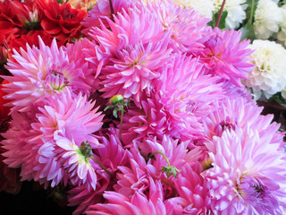 dahlia flower bloom at market