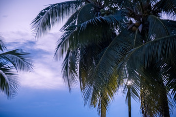 Fototapeta na wymiar Silhouette palm tree with sunset background. Silhouette of single palm tree with background of sunset sky.
