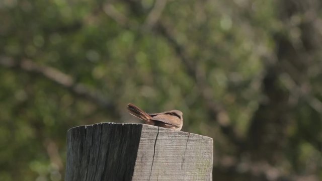Ratonera bird on a pilon in Uruguay