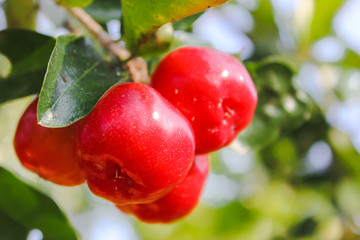 red cherries on the tree