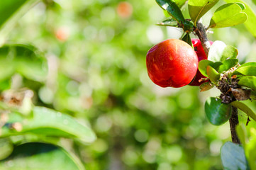 red apples on a tree