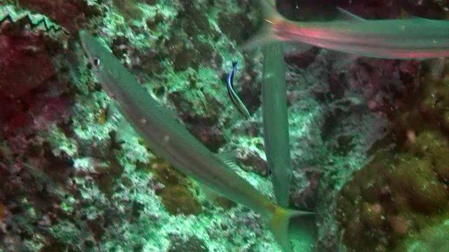 Tropical wildlife of underwater world on background of sea bottom in ocean. Amazing life of underwater nature world. Scuba diving on Galapagos.