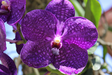 orchid on a green background