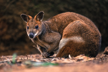 Naklejka na ściany i meble Wild kangaroo at in the woods of Perth Australia and surroundings suburds