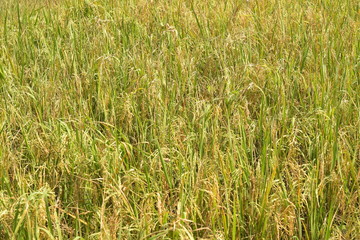 rice field before harvesting in farm agriculture .