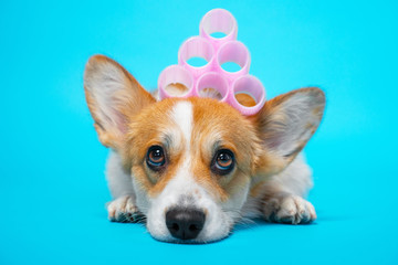 Cute ginger and white corgi lays on the blue background with pink hair curlers on the head.